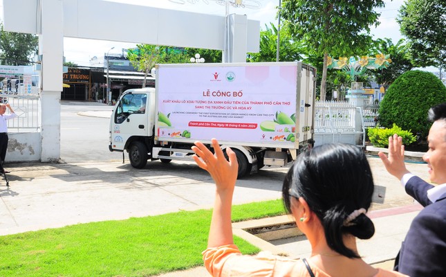 Lô xoài tượng da xanh đầu tiên của Cần Thơ xuất Mỹ, Úc - Ảnh 3