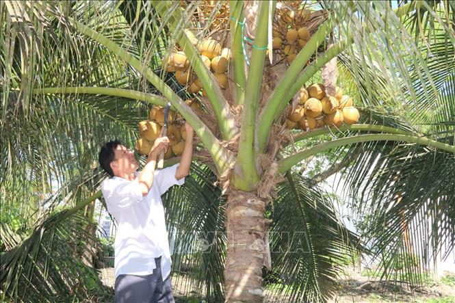 Trái dừa khô tăng giá, người trồng phấn khởi đầu tư - Ảnh 1