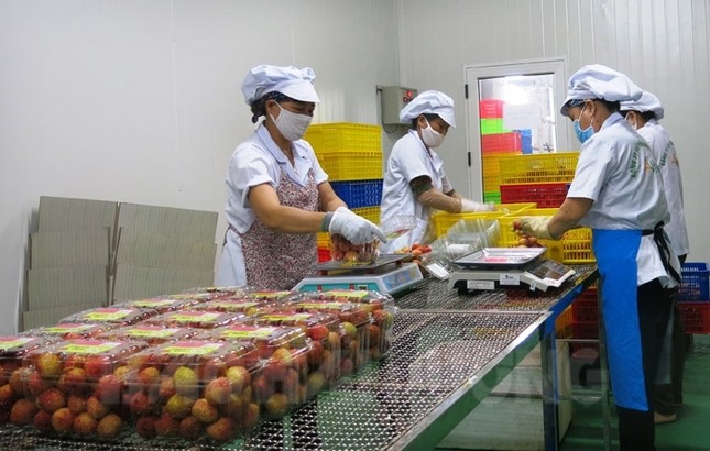 Vải thiều xuất Nhật: Chuyên gia sang tận Việt Nam kiểm nghiệm - Ảnh 1