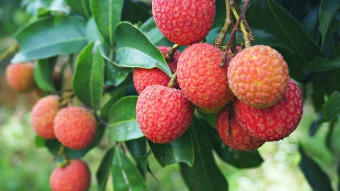 Loại quả quen thuộc giúp Trung Quốc thu về hơn 4 tỷ USD mỗi năm, ở Việt Nam có rất nhiều, 30 nước đặt mua - Ảnh 1