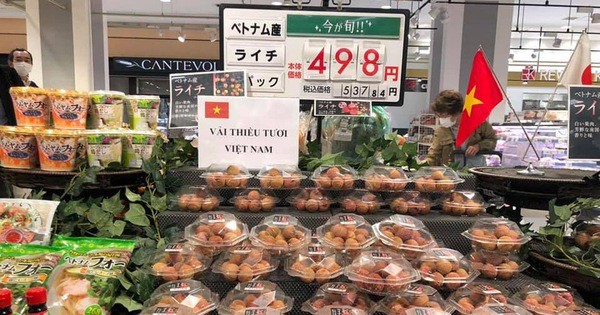 Vải thiều xuất Nhật: Chuyên gia sang tận Việt Nam kiểm nghiệm - Ảnh 2