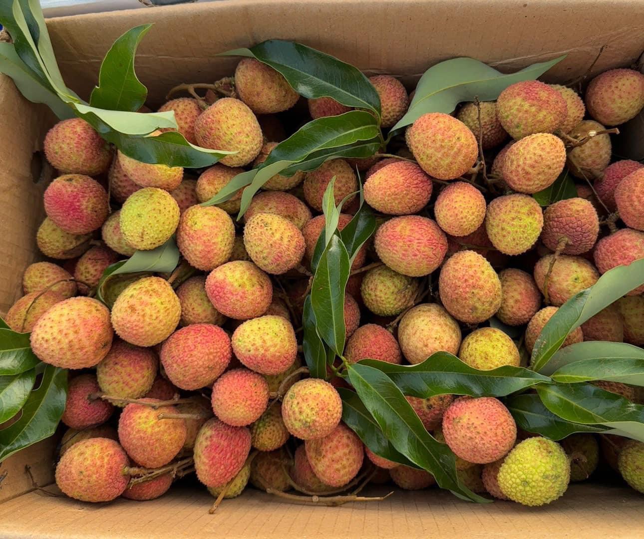 Nhiều người chưa kịp ăn vải thiều đã hết mùa - Ảnh 1