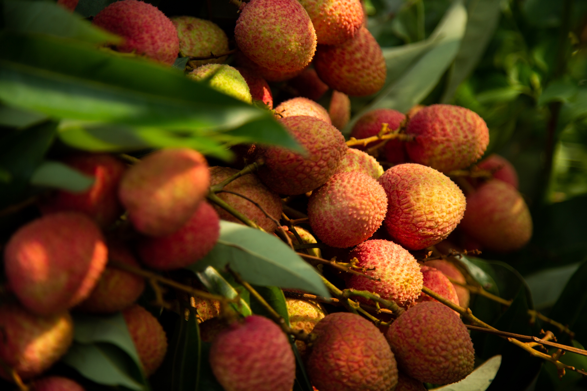 Vải thiều mất mùa: Kẻ khóc - người cười - Ảnh 9