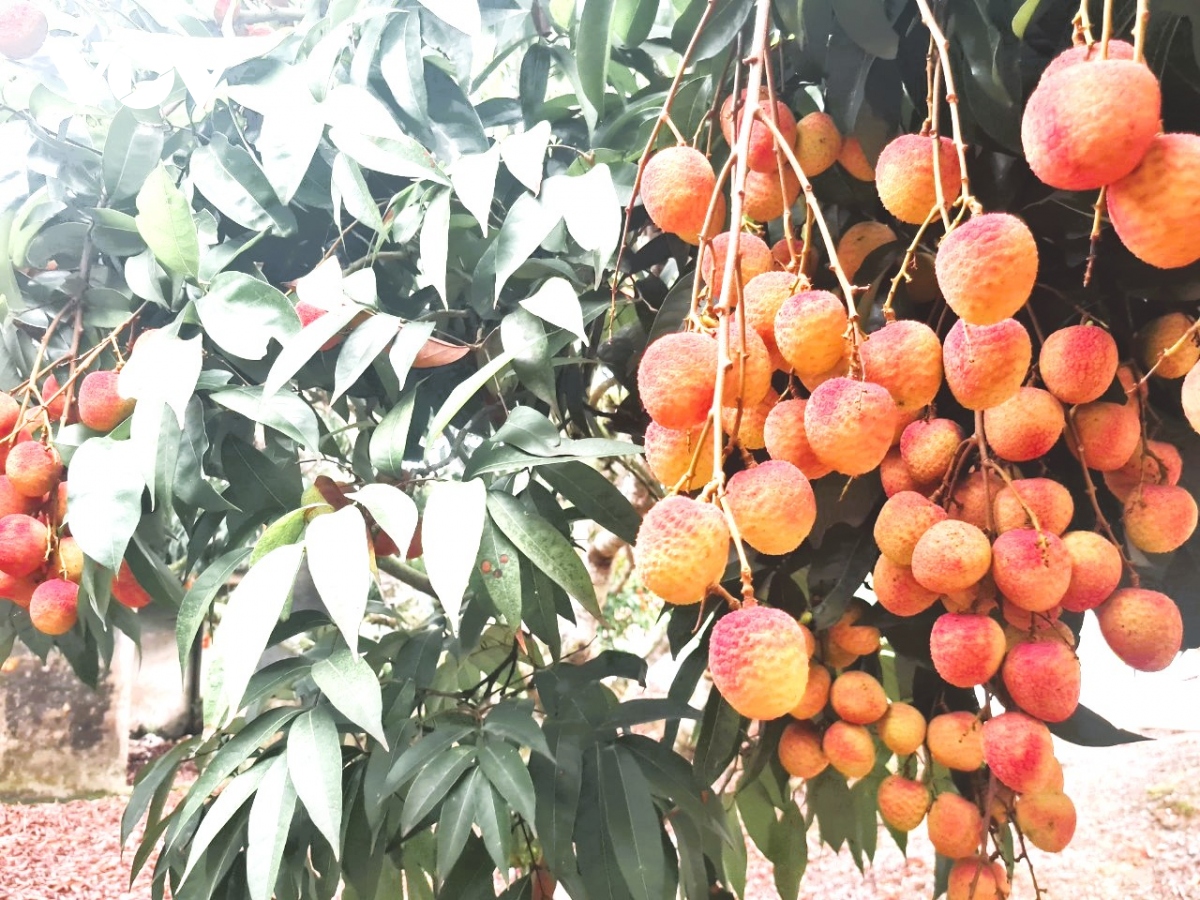 Vải thiều Lục Ngạn mất mùa, giá tăng cao chóng mặt - Ảnh 1