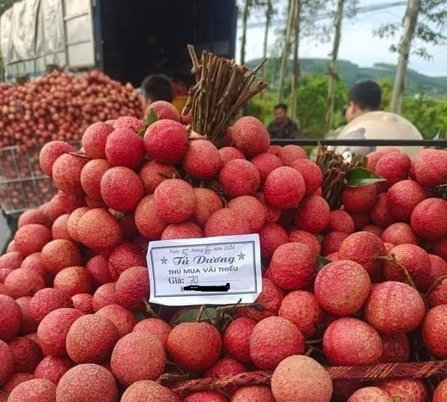 Kẻ khóc, người cười mùa vải thiều - Ảnh 1