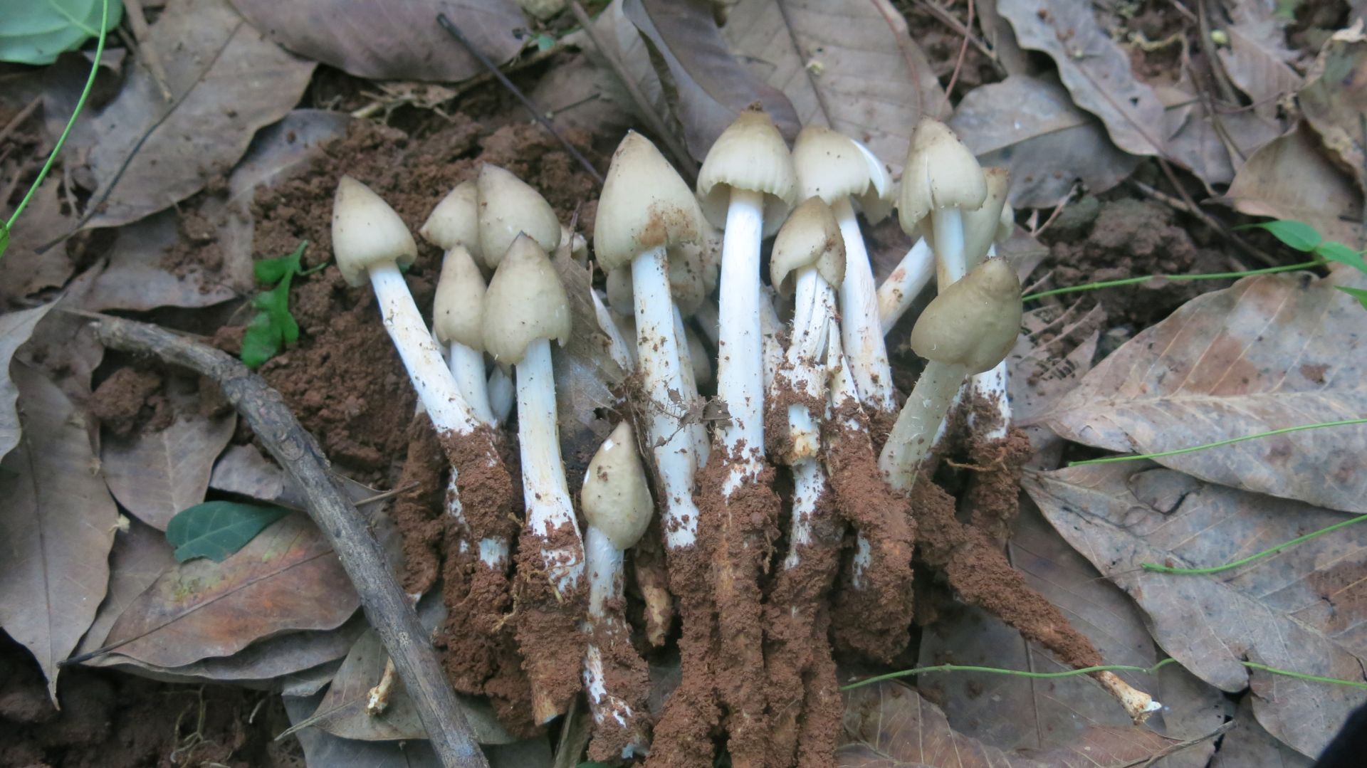 Thu hái đặc sản chỉ xuất hiện mỗi năm 1 lần sau cơn mưa đầu mùa, ung dung đút túi cả chục triệu đồng/ngày - Ảnh 1