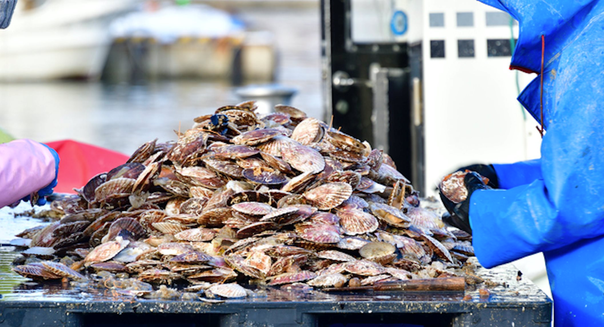 'Báu vật nước mặn' của Việt Nam được phương Tây liên tục chốt đơn: xuất khẩu tăng mạnh, nước ta trở thành thị trường chế biến thay thế Trung Quốc - Ảnh 1