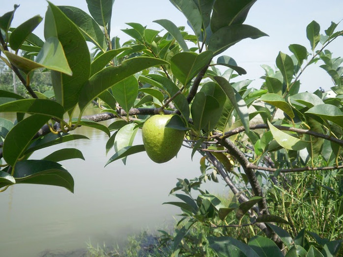 Nhặt cây dại về trồng rồi ghép chồi cây ăn trái, nông dân thu lợi gần 1 tỷ đồng/năm - Ảnh 3