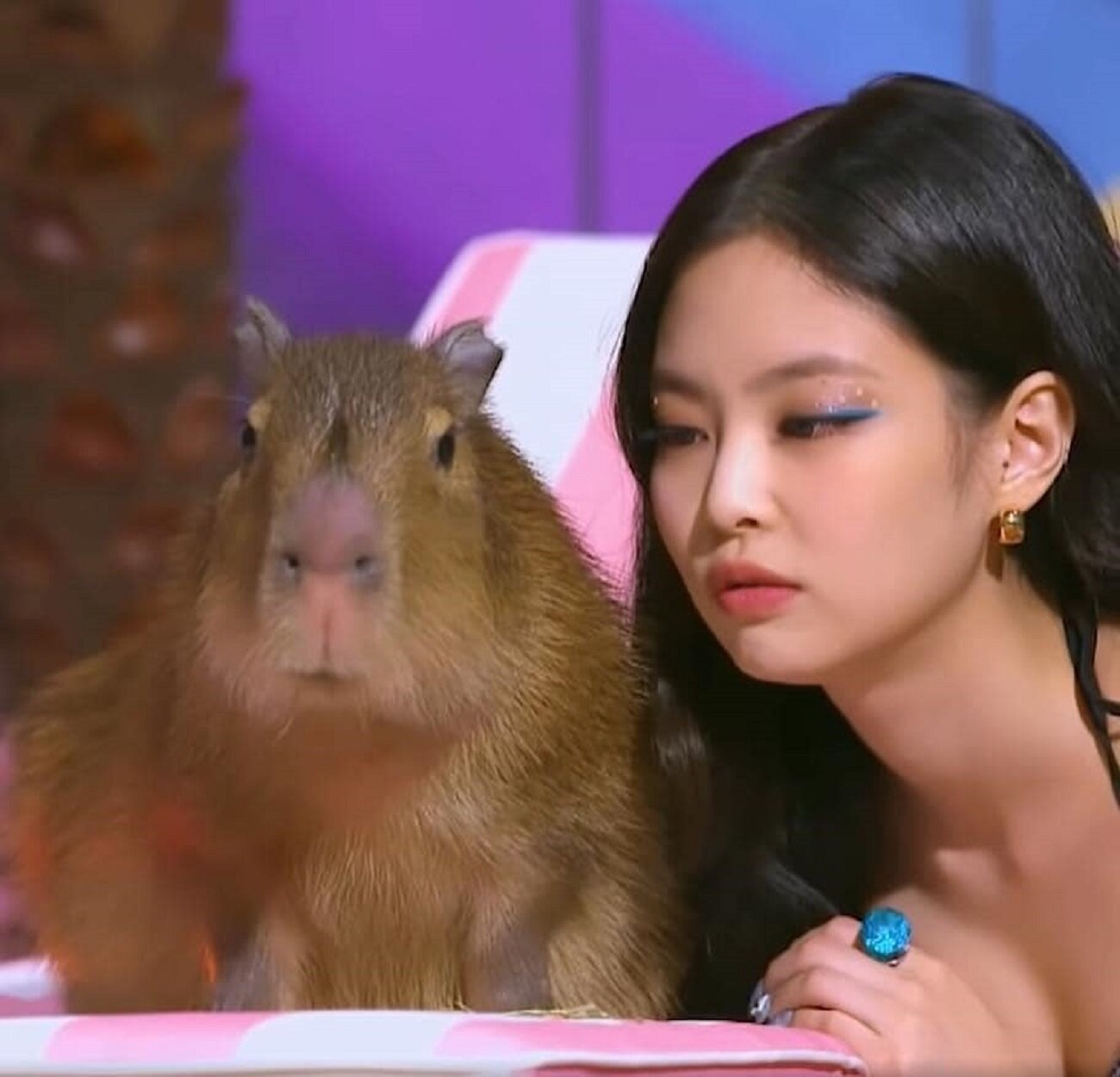 Vì sao chuột Capybara được giới trẻ Việt săn lùng, mê điên đảo? - Ảnh 2