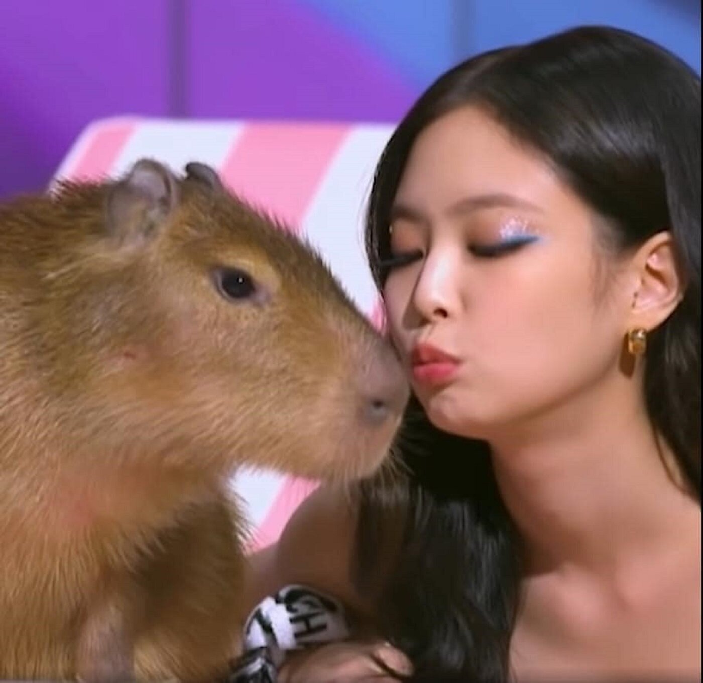 Vì sao chuột Capybara được giới trẻ Việt săn lùng, mê điên đảo? - Ảnh 3