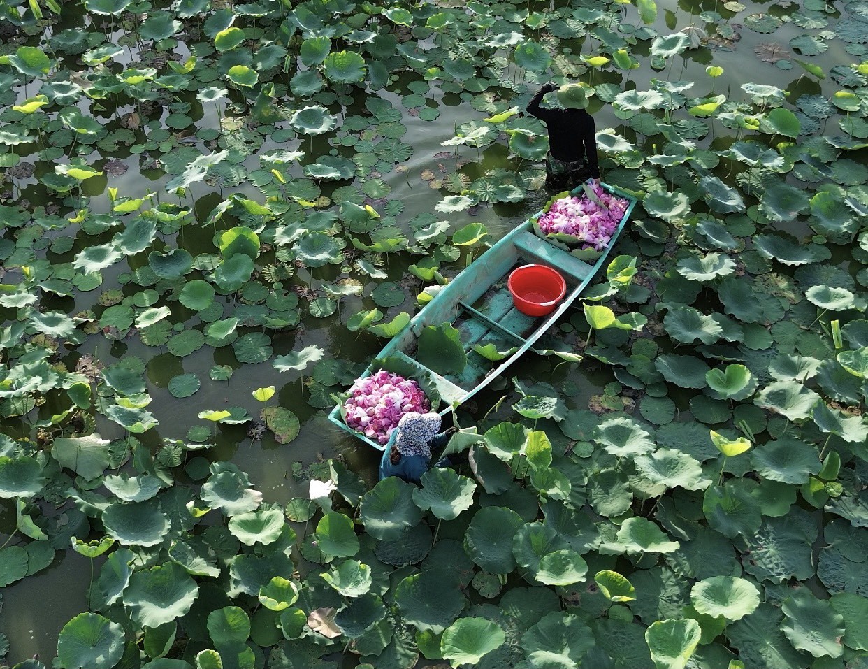 Ra đầm hái sen lúc rạng sáng, mỗi ngày thu tiền triệu - Ảnh 1