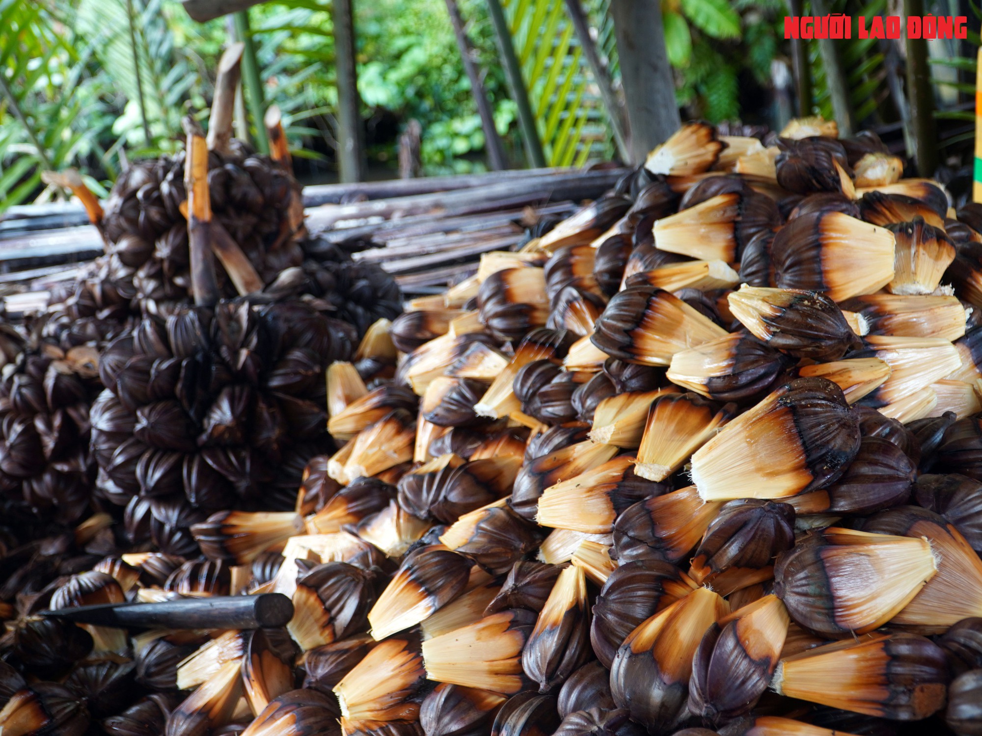 Loại trái từng bỏ đi, giờ đem về tiền triệu cho người miền Tây - Ảnh 11