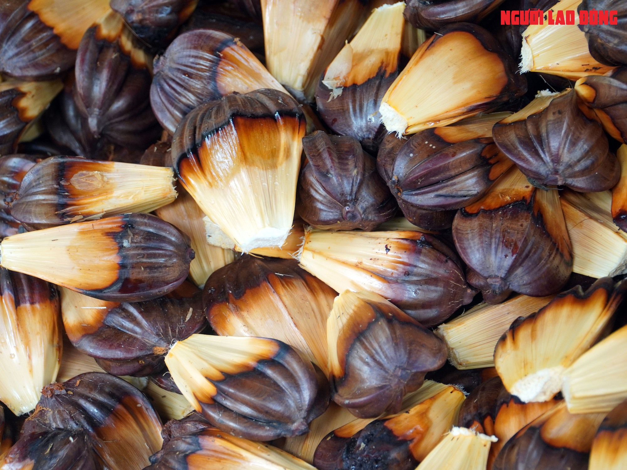 Loại trái từng bỏ đi, giờ đem về tiền triệu cho người miền Tây - Ảnh 12