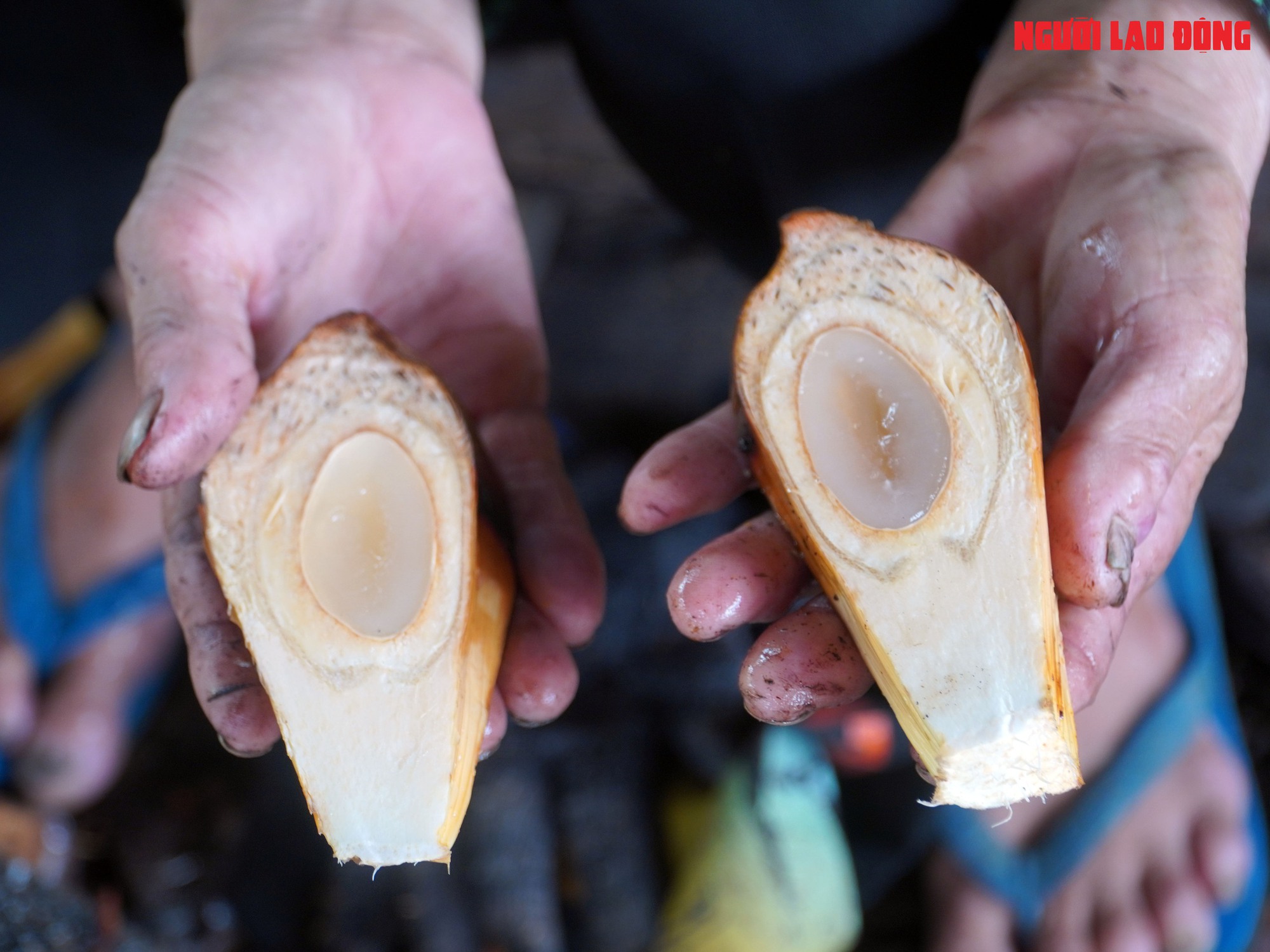 Loại trái từng bỏ đi, giờ đem về tiền triệu cho người miền Tây - Ảnh 15