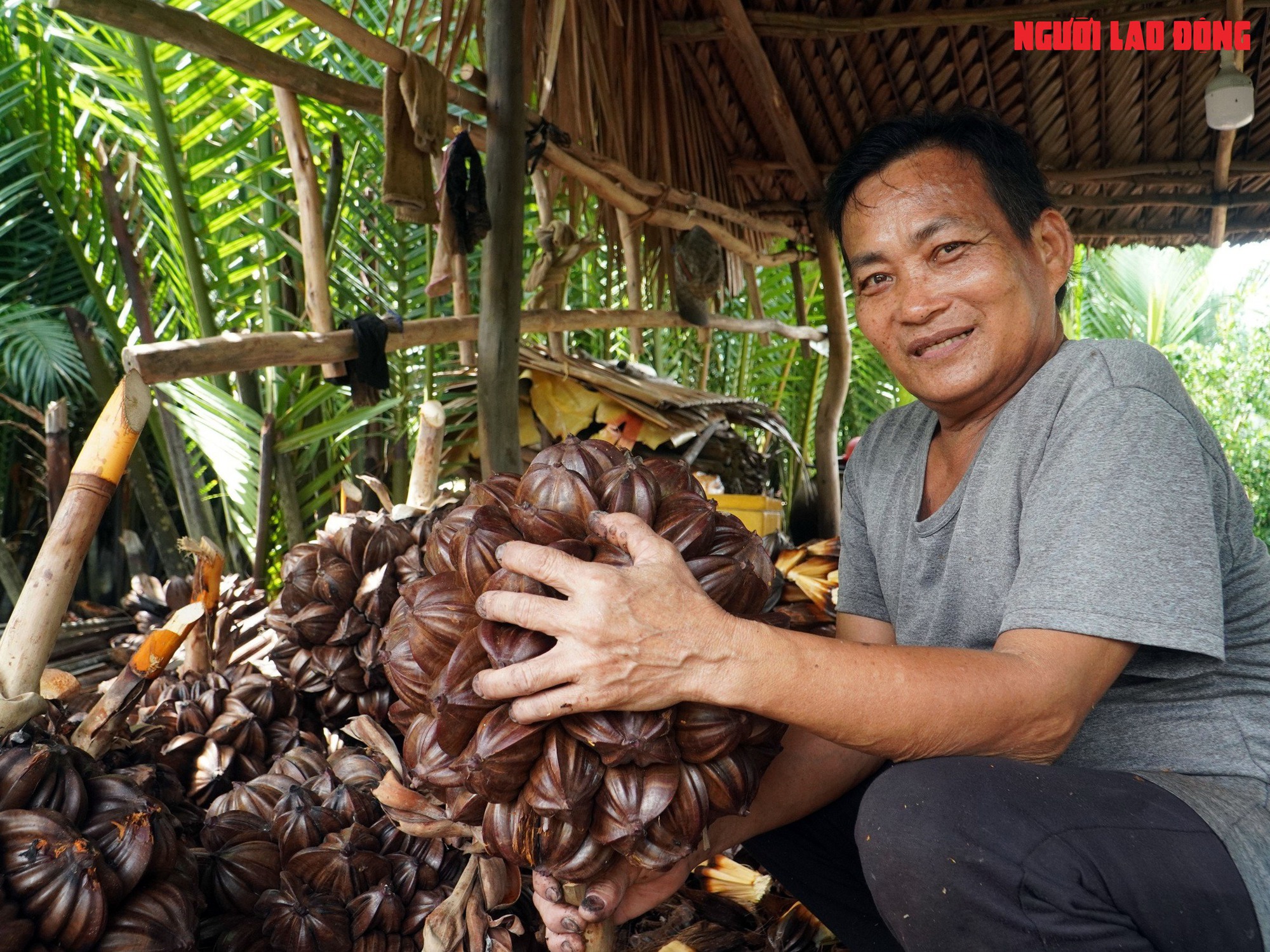 Loại trái từng bỏ đi, giờ đem về tiền triệu cho người miền Tây - Ảnh 19