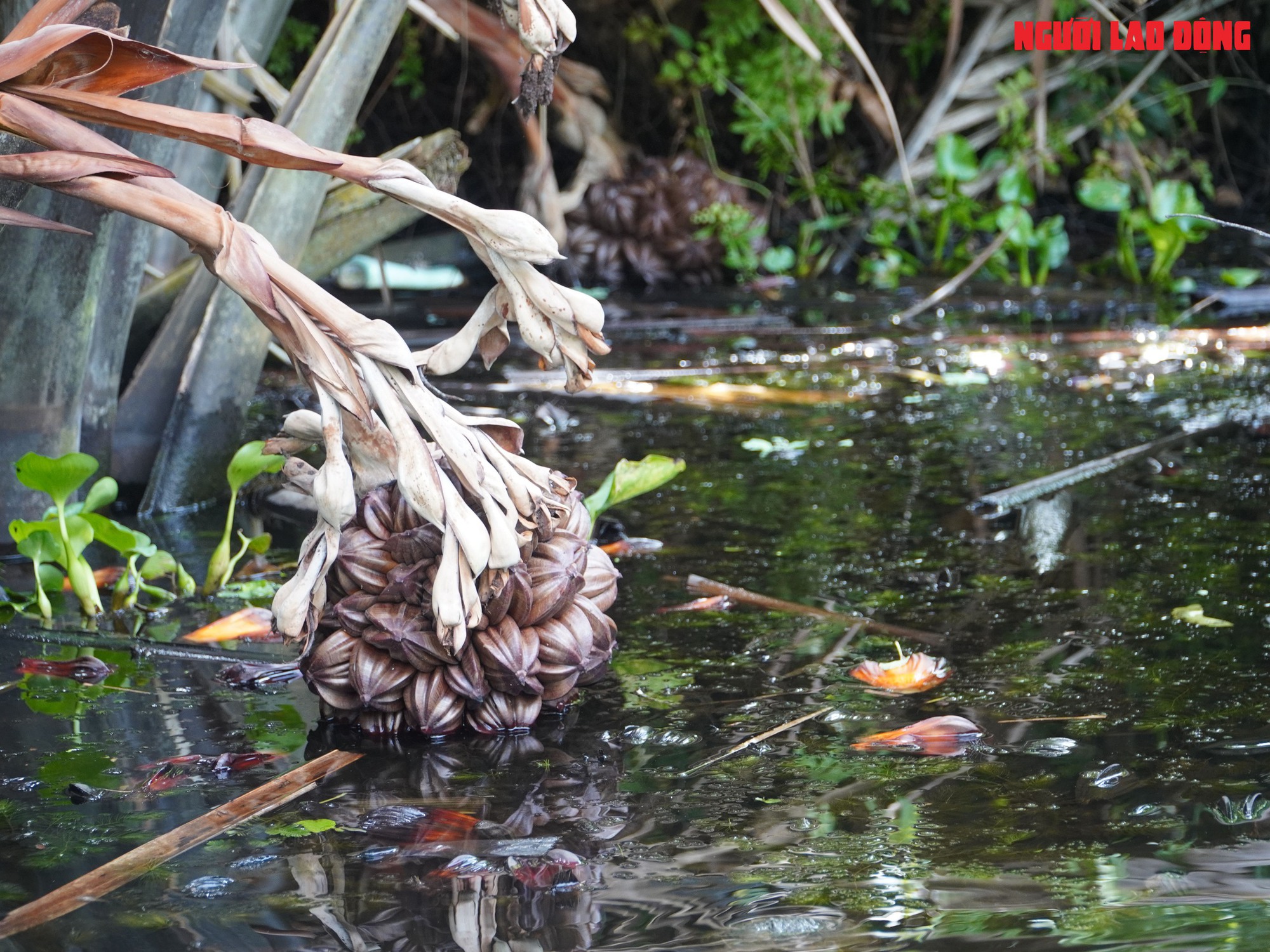 Loại trái từng bỏ đi, giờ đem về tiền triệu cho người miền Tây - Ảnh 2