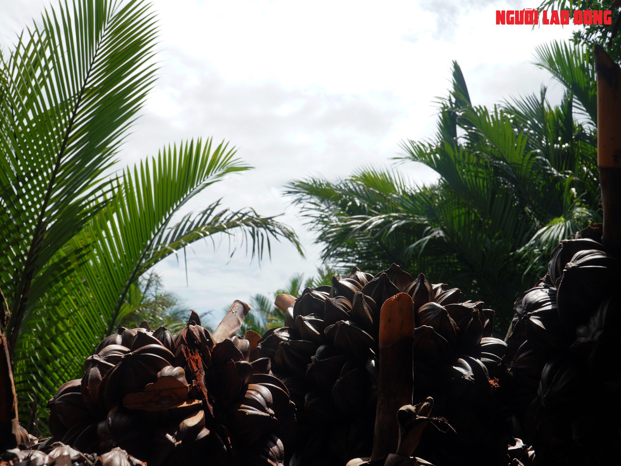 Loại trái từng bỏ đi, giờ đem về tiền triệu cho người miền Tây - Ảnh 21