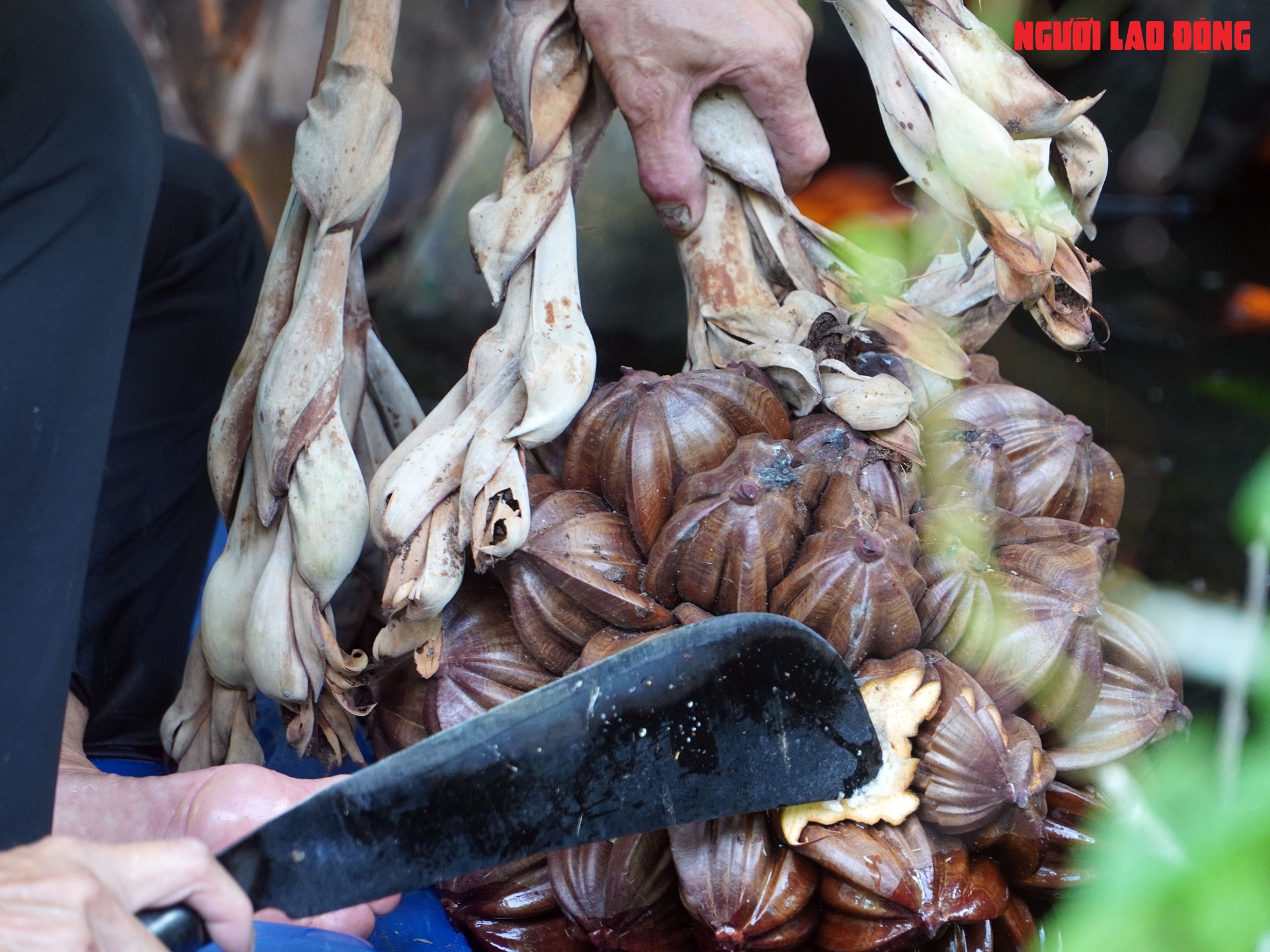 Loại trái từng bỏ đi, giờ đem về tiền triệu cho người miền Tây - Ảnh 4