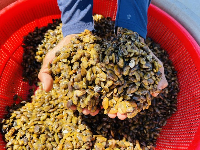 Thợ “săn” don trên dòng Trà Khúc - Ảnh 4