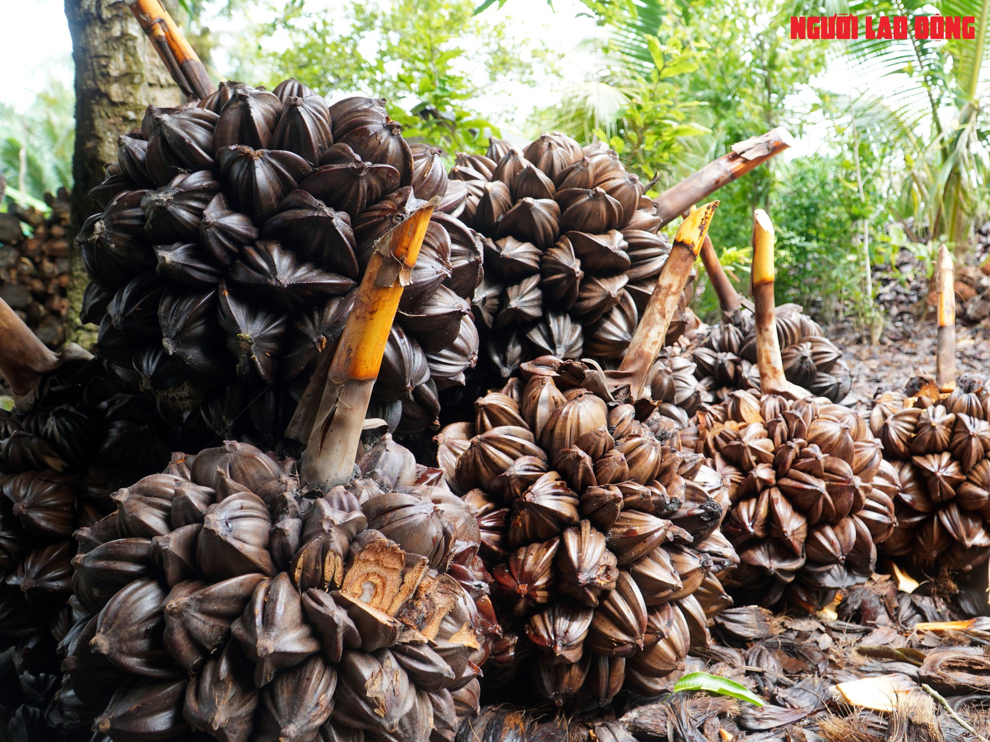 Loại trái từng bỏ đi, giờ đem về tiền triệu cho người miền Tây - Ảnh 7