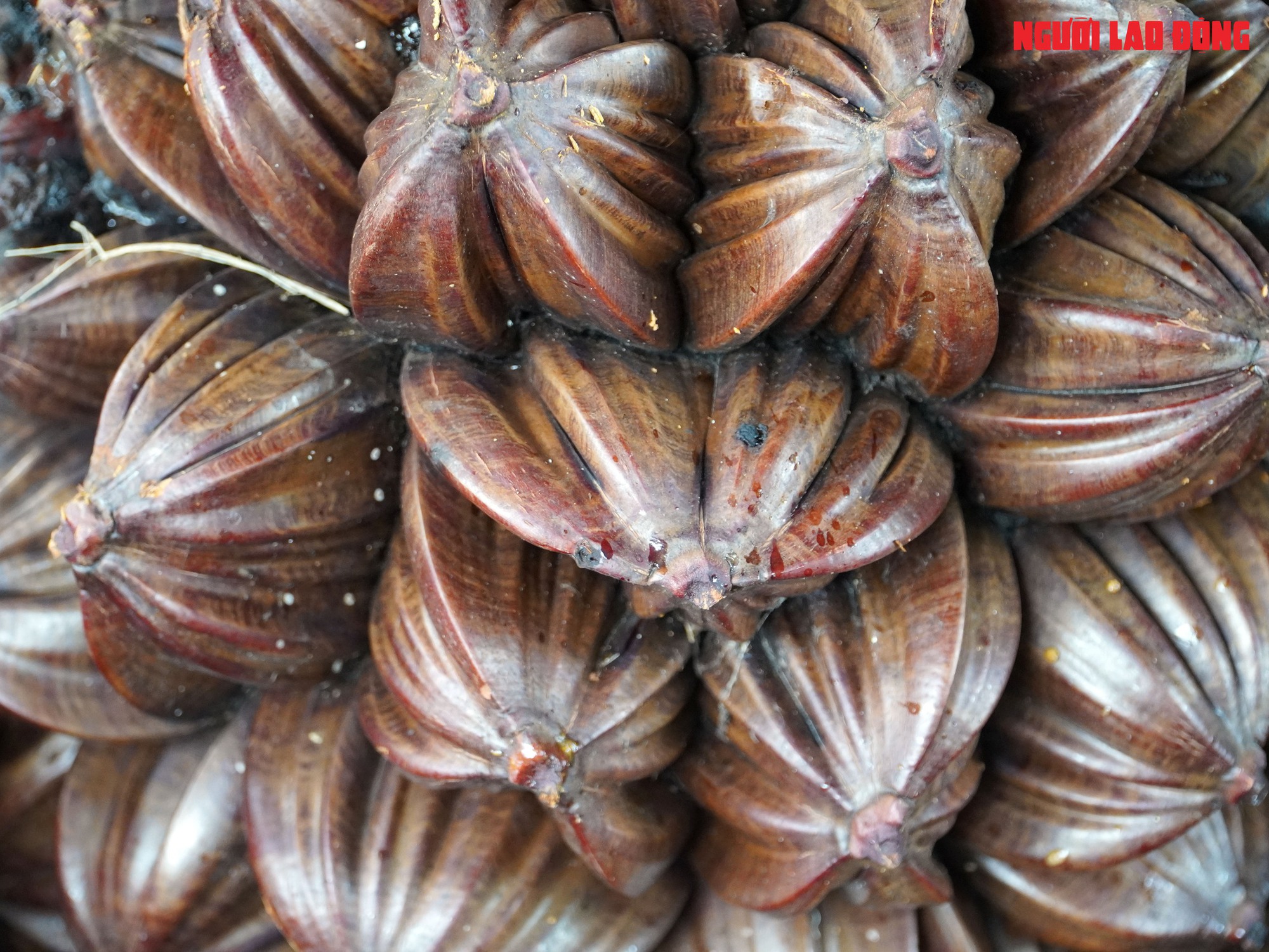 Loại trái từng bỏ đi, giờ đem về tiền triệu cho người miền Tây - Ảnh 8