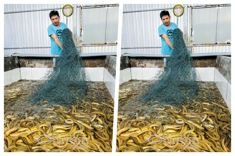 Anh nông dân mỗi năm bỏ túi 2 tỷ nhờ nuôi loài da trơn có khả năng "chuyển giới" - Ảnh 1