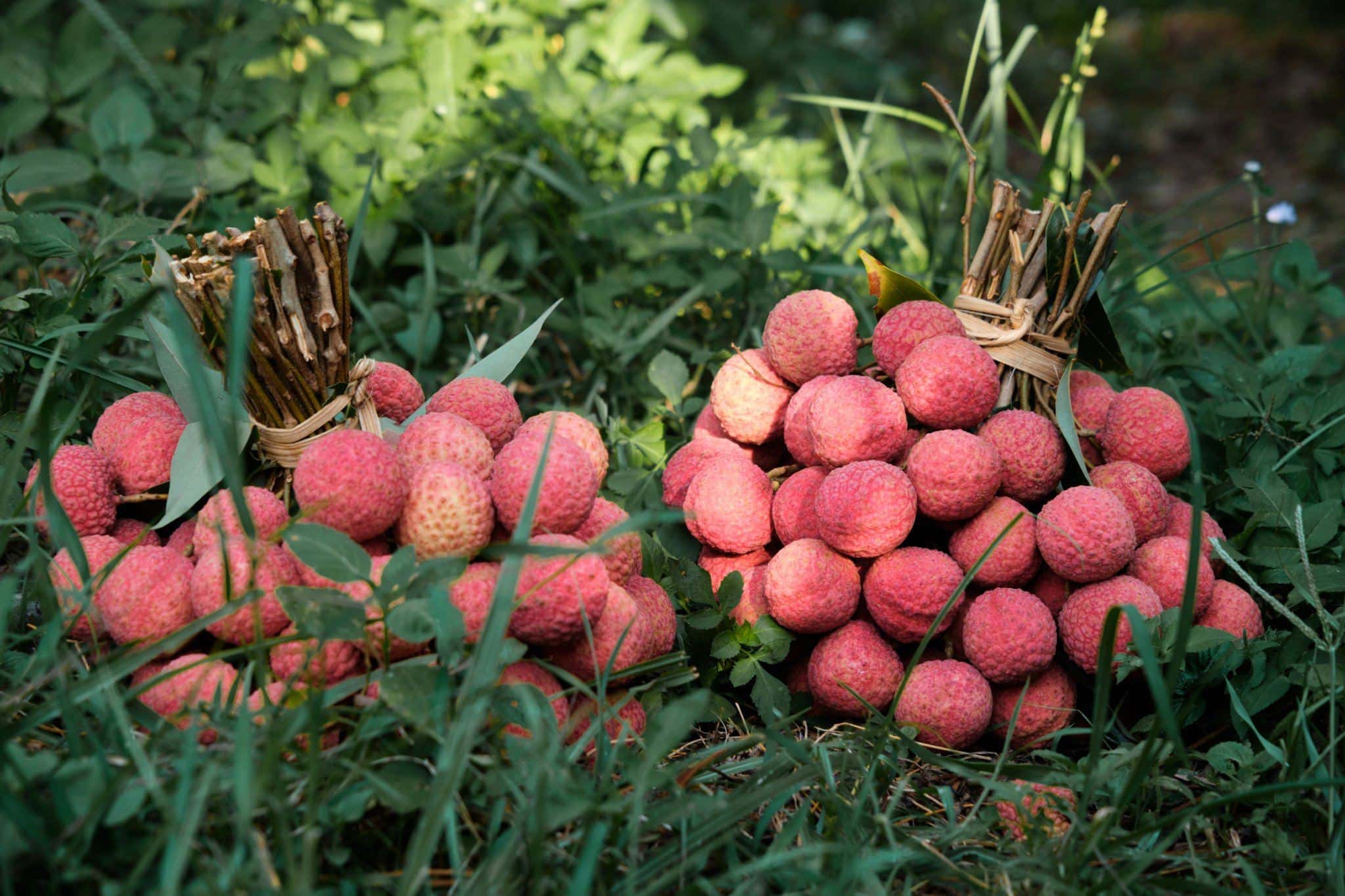 Sản lượng xuất khẩu loại quả đặc sản của Việt Nam sang Trung Quốc đột ngột giảm mạnh nhất từ trước đến nay - Ảnh 1