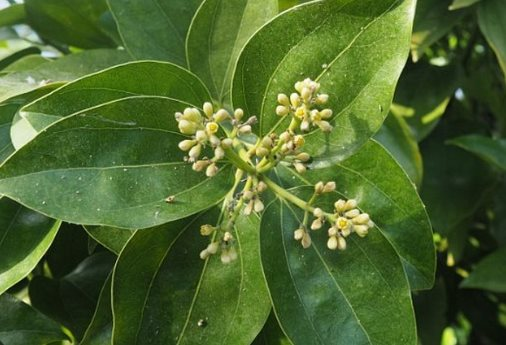 Loại cây lâu đời nhất thế giới từ Trung Quốc mang sang giúp Việt Nam trở thành ‘ông hoàng’ toàn cầu: Chỉ có rất ít quốc gia sở hữu, thu gần trăm triệu USD từ đầu năm - Ảnh 1