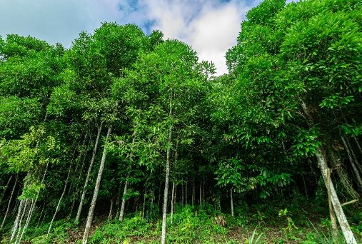 Loại cây gỗ triệu đô rất hiếm trên thế giới nhưng Việt Nam sở hữu đến 180.000 ha: Ấn Độ liên tục săn lùng, thu hơn 126 triệu USD từ đầu năm - Ảnh 1