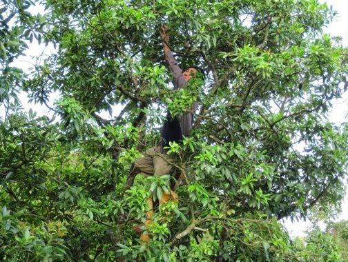 Hoa triệu đô thế giới rất hiếm nhưng Việt Nam sở hữu đến 40.000 ha: Ấn Độ liên tục săn đón, thu hơn 34 triệu USD kể từ đầu năm - Ảnh 1