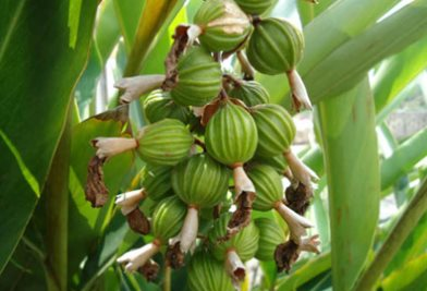 Một loại gia vị hiếm có khó tìm đắt thứ 3 thế giới nhưng Việt Nam có rất nhiều: Thu hơn 12 triệu USD trong nửa đầu năm, trồng trên 3 năm mới ra quả - Ảnh 1