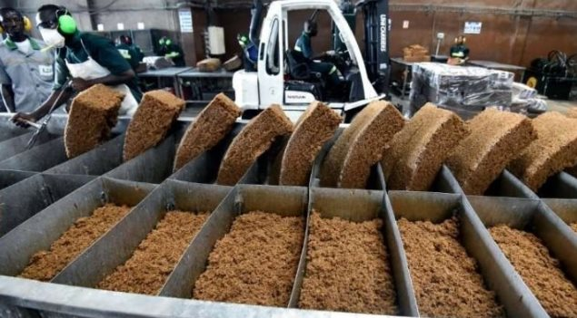 Loại cây quý mang về cho Việt Nam hơn 1 tỷ USD trong 6 tháng đầu năm: Ấn Độ, Hàn Quốc liên tục lùng mua, 1/10 sản lượng của thế giới đang nằm ở nước ta - Ảnh 1