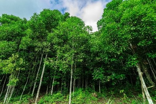 Hàng nghìn tấn cây quý nguồn gốc từ Trung Quốc đưa Việt Nam trở thành ông hoàng xuất khẩu - sản lượng nước ta chỉ bằng 1/2 láng giềng nhưng xuất khẩu đứng đầu thế giới - Ảnh 1