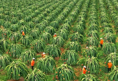 Vị thế trái ngược của 2 ‘báu vật trời ban’ cho Việt Nam: Một liên tục sụt giảm không lối thoát, một lên như 'diều gặp gió' nhờ khách sộp Trung Quốc, thành mặt hàng tỷ USD chỉ sau 2 năm - Ảnh 1