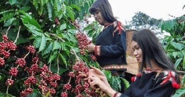 Vì sao xuất khẩu cà phê giảm mạnh?