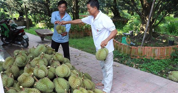 Sầu riêng được mùa, trúng giá, nông dân thu lời tiền tỷ mỗi ha