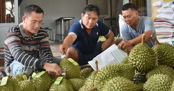 "Vua" trái cây dẫn đầu kim ngạch trong nhóm rau quả xuất khẩu