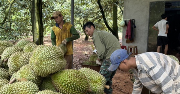 Không có chất lượng thì không có thương hiệu sầu riêng