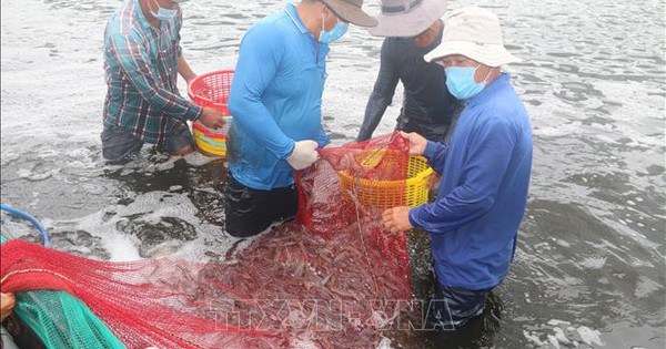 Giá tôm thương phẩm ở Bà Rịa-Vũng Tàu giảm mạnh