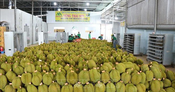 Dự báo xuất khẩu rau quả Việt Nam sẽ tiếp tục thuận lợi
