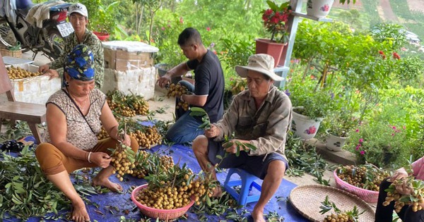 Giá nhãn Sơn La tăng kỷ lục lên hơn 50 ngàn đồng/kg