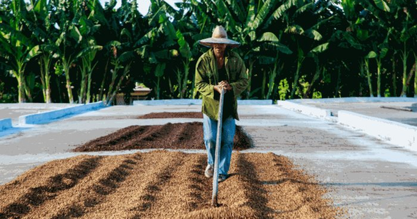 Loại hạt Việt Nam sản xuất lớn nhất thế giới đang gặp nguy - giá lên đỉnh 13 năm, dự đoán sẽ còn tiếp tục tăng phi mã