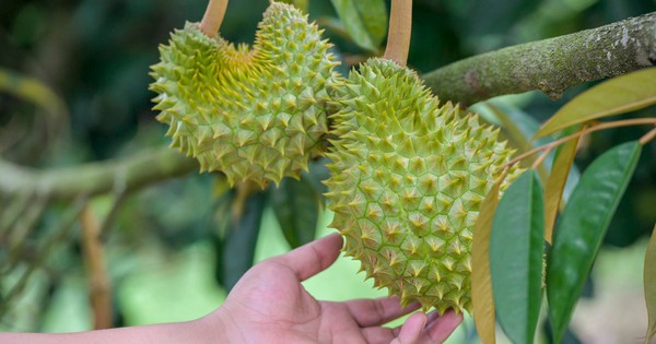 Trồng loại cây "bán giá nào cũng lãi" giống bầu Đức nhưng Trung Quốc vẫn chưa thành công: sản lượng ít, không vị, giá bán lại đắt đỏ