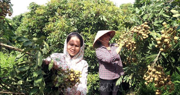 Thủ phủ nhãn lồng Hưng Yên khẩn trương cho vụ thu hoạch