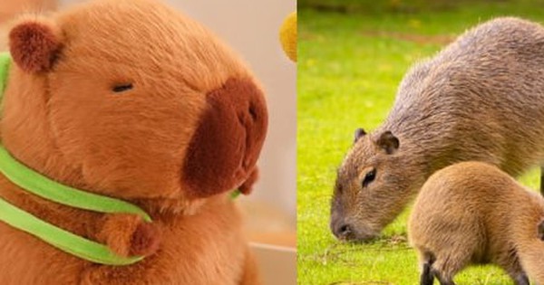 Vì sao chuột Capybara được giới trẻ Việt săn lùng, mê điên đảo?