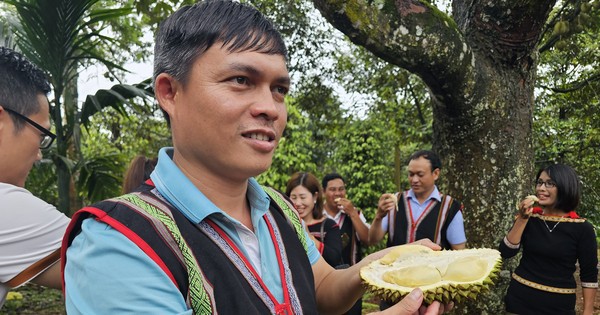 Hàng nghìn nông dân đổi đời, mua ô tô nhờ sầu riêng