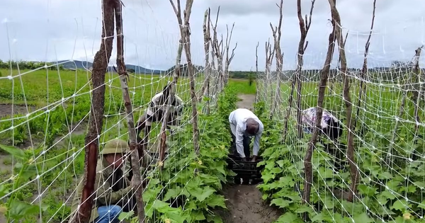 Trồng 'loại quả ngắn ngày' của Việt Nam giúp team châu Phi bội thu, 100% cháy hàng ngay khi vừa hái xuống