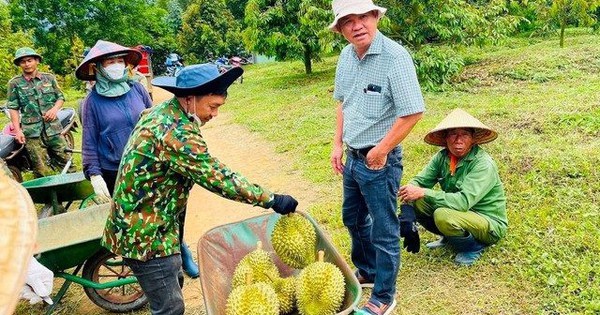 Sở hữu 700 ha thu hoạch nghịch vụ, loại cây 'bán giá nào cũng lãi' của bầu Đức sắp thu bộn nhờ ‘một mình một chợ’