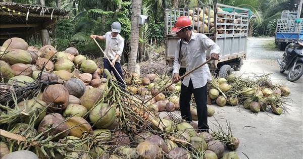 Giá dừa khô nguyên liệu tăng gấp đôi