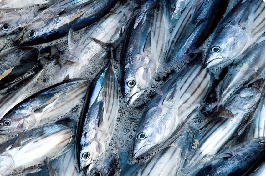 Nhiều doanh nghiệp Việt Nam gặp khó về quy định kích cỡ của một loài cá - Ảnh 1